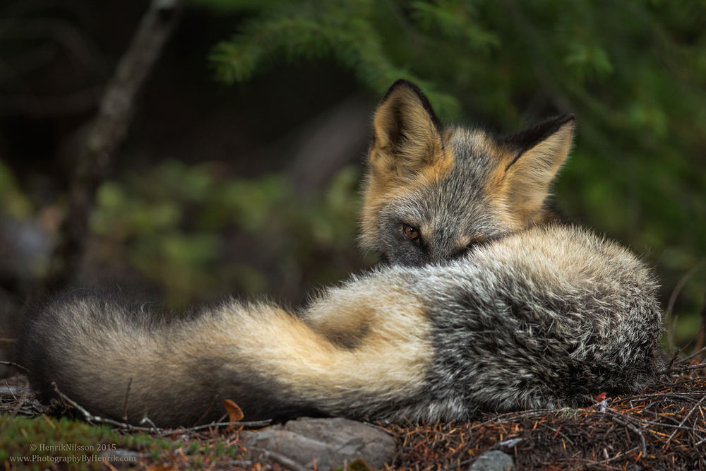 Обои для рабочего стола Чернобурая лисица лежит на земле, фотограф Henrik Nilsson