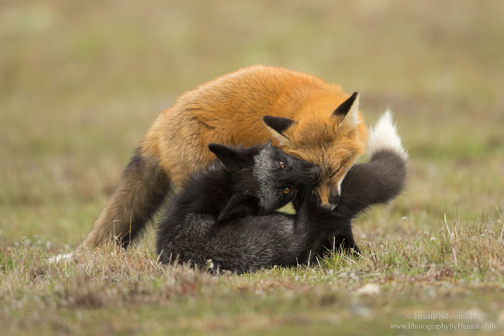 Обои для рабочего стола Играющие лисы, фотограф Henrik Nilsson