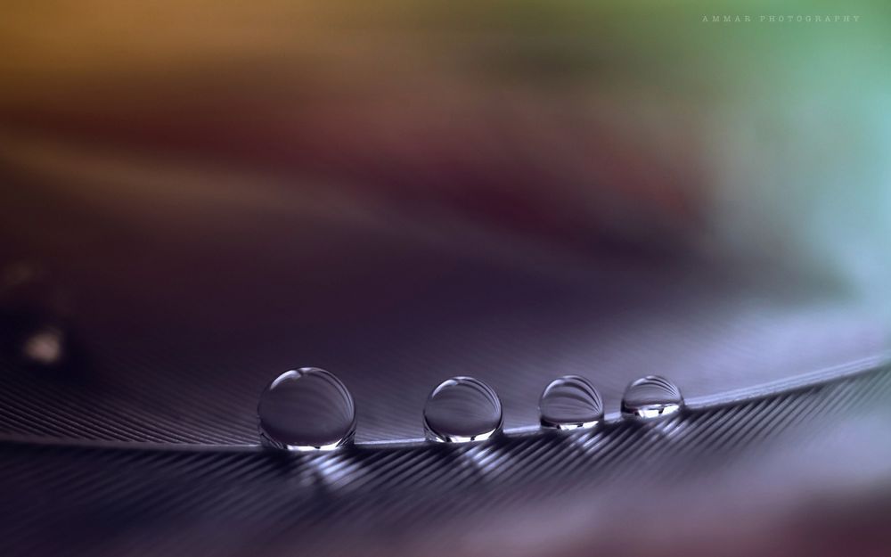 Обои для рабочего стола Четыре капли воды на перышке, Ammar Photography
