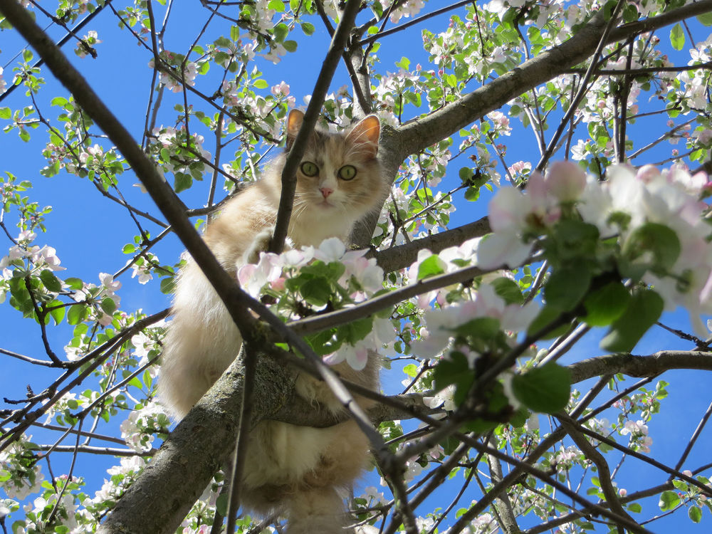 Обои для рабочего стола Рыженькая кошка сидит на цветущих ветвях яблони
