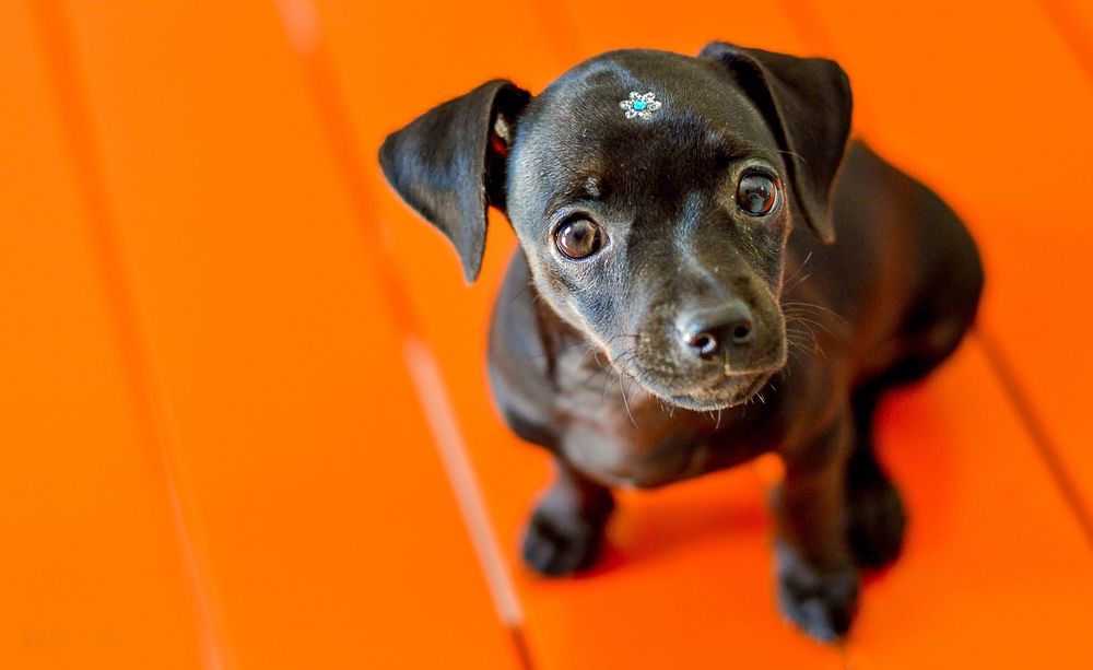 Обои для рабочего стола Черный щенок с брошкой на лбу, сидит на оранжевом полу и внимательно смотрит вверх