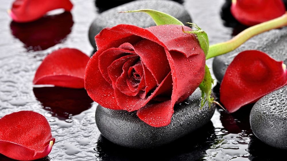 Обои для рабочего стола Красная роза на черных камнях на воде