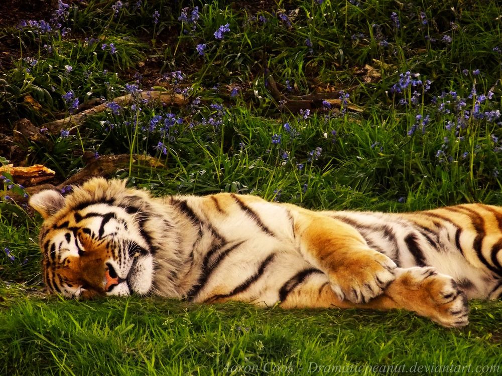 Обои для рабочего стола Тигр спит в траве, by dramaticpeanut