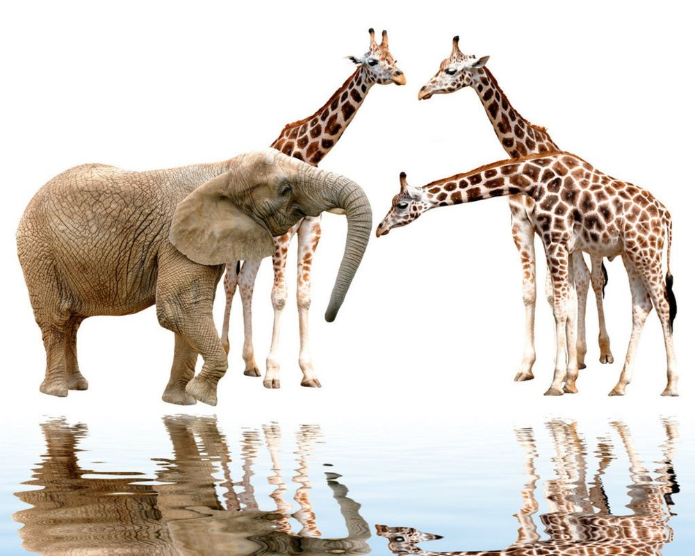 Обои для рабочего стола Слон и жирафы на водопое