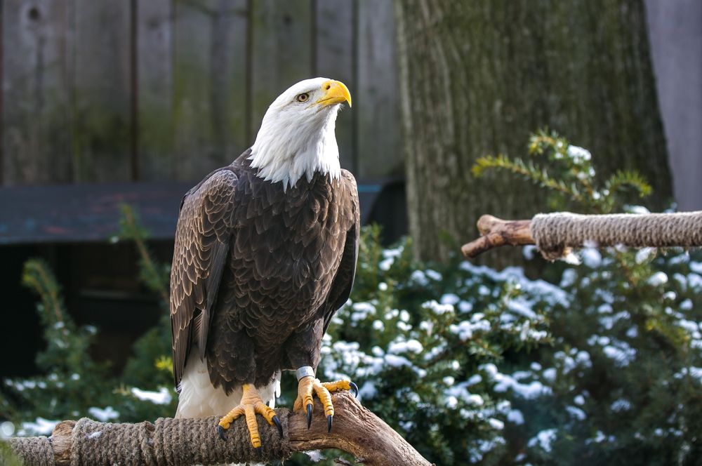 Обои для рабочего стола Белоголовый орлан / Haliaeetus leucocephalus сидит на жердочке в зоопарке