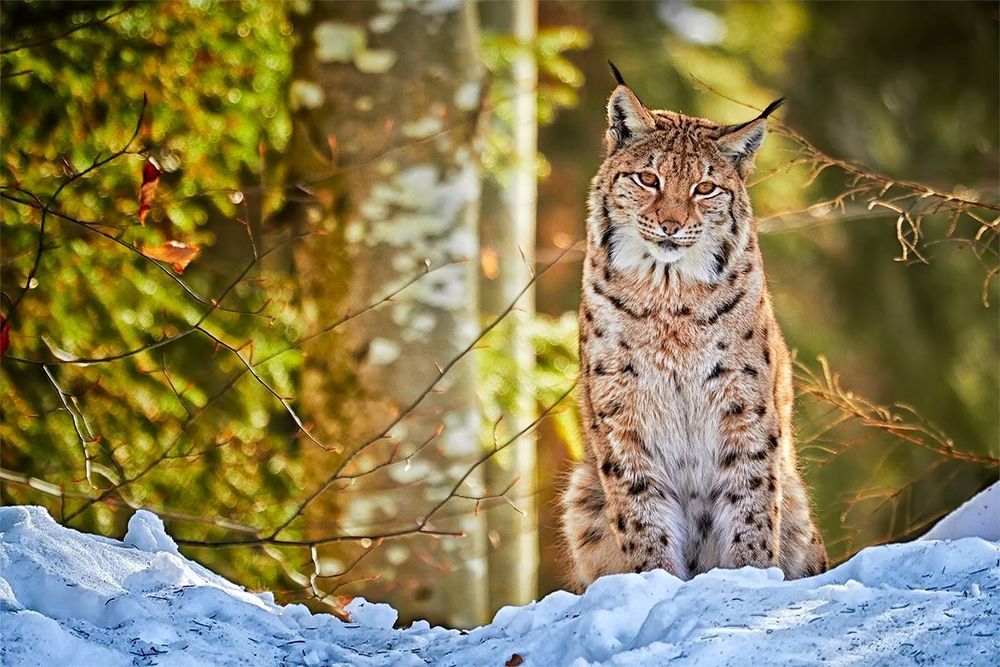 Обои для рабочего стола Дикая кошка / Felis Silvestris сидит на снегу в лесу