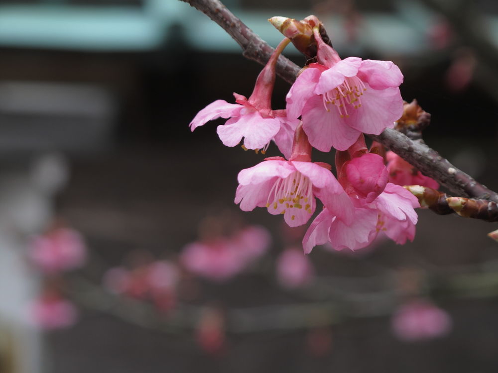 Обои для рабочего стола Розовые весенние цветы на ветке, by yopparainokobito