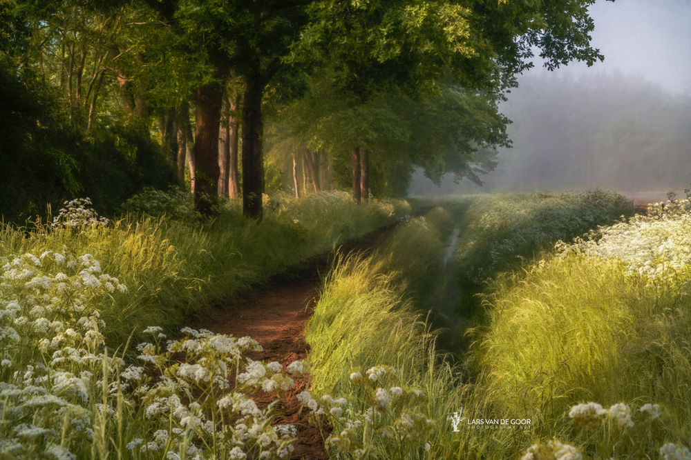 Обои для рабочего стола Густая трава у дороги, фотограф Lars van de Goor