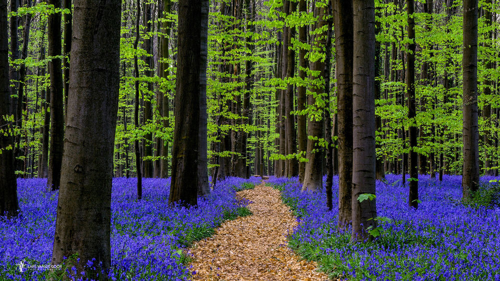 Обои для рабочего стола Дорожка среди голубых цветов в лесу, фотограф Lars van de Goor