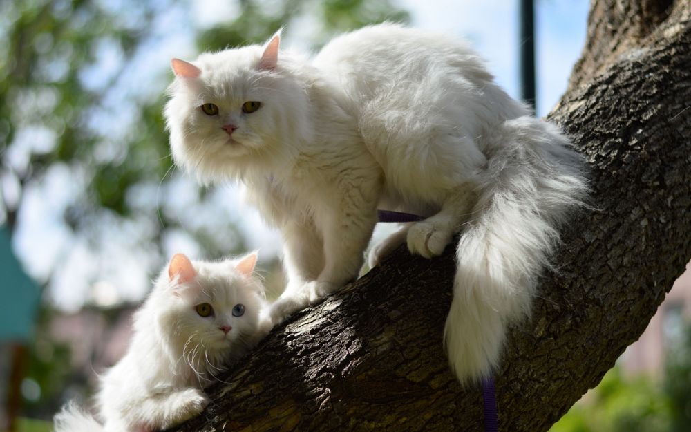 Обои для рабочего стола Белые кошки сидят на дереве