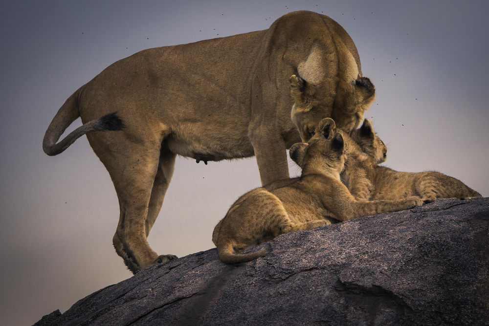 Обои для рабочего стола Львица со своими детенышами, фотограф Chris Fischer
