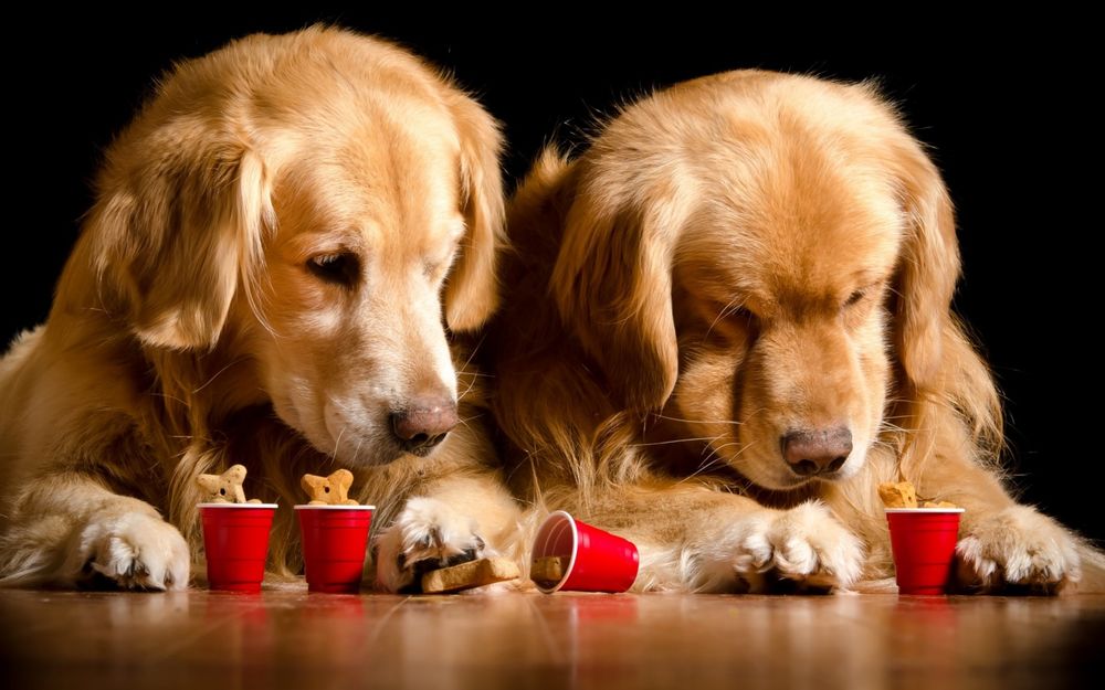 Обои для рабочего стола Два щенка, породы золотой ретривер сидят перед красными стаканчиками, в которых лежит собачье печенье в виде косточек