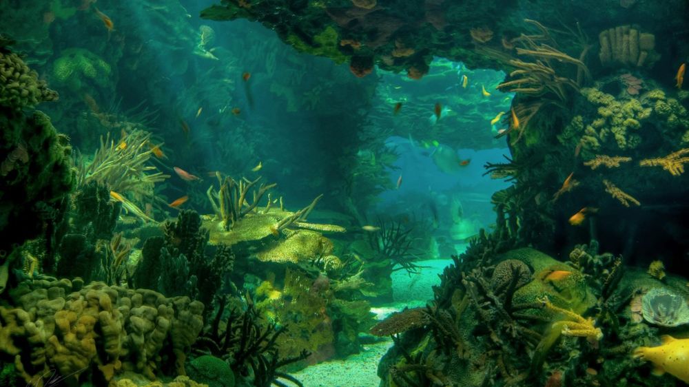 Обои для рабочего стола На морском дне видны стайки рыб, плавающих среди кораллов, заросших водорослями