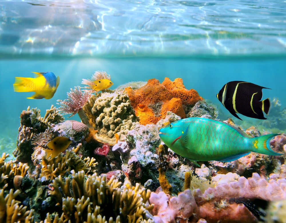Обои для рабочего стола Цветные рыбки плавают в аквариуме, в прозрачной воде, среди водорослей и кораллов