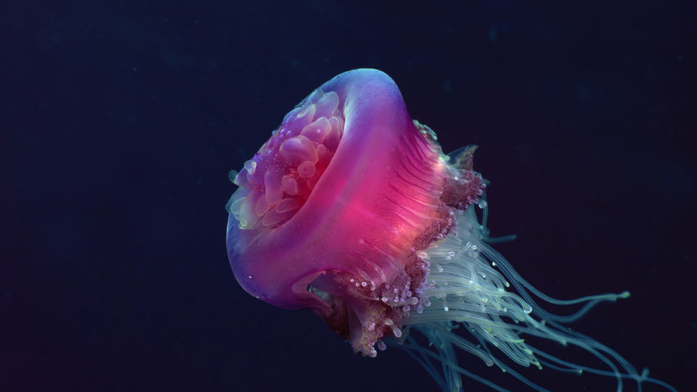Обои для рабочего стола Розовая медуза плавает в глубинах моря