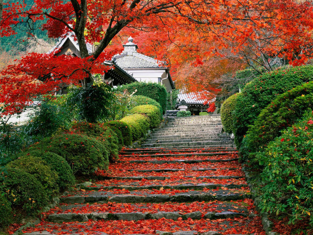 Обои для рабочего стола Garden Staircase, Kyoto, Japan / Лестница в саду, усыпанная опавшими листьями, Киото, Япония