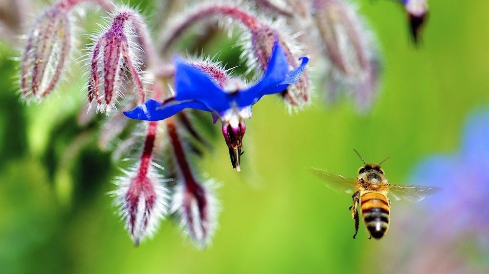 Обои для рабочего стола Пчела подлетает к синему цветку