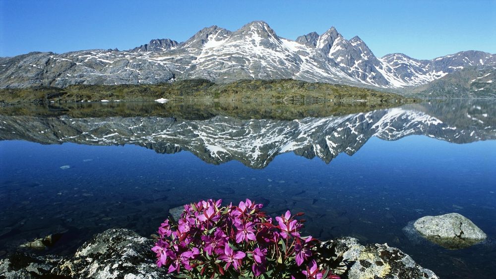 Обои для рабочего стола Гренландия, лето, горы, море, небо, цветы на переднем плане
