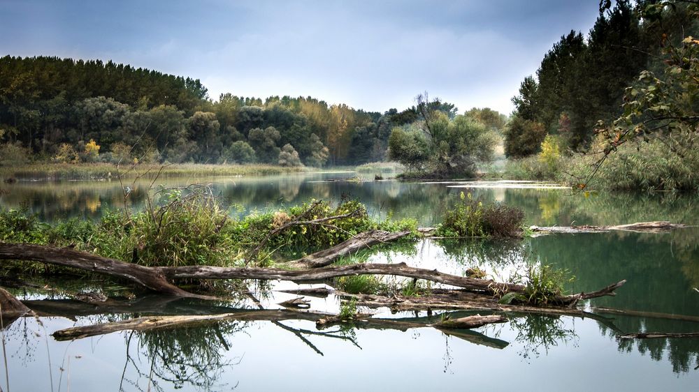 Обои для рабочего стола Slovakia, Danube / Словакия, Дунай, ветки на воде, лесистые берега, утренняя дымка
