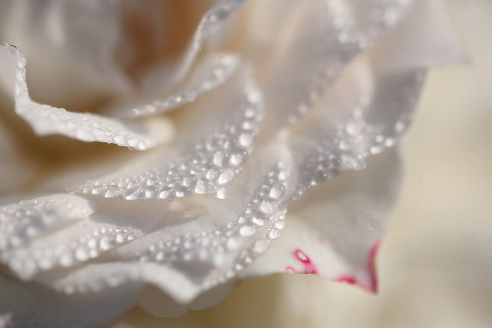 Только показались первые нежно белые головки. Белые розы в каплях. Капли росы на белой Розе. Белые розы нежность.