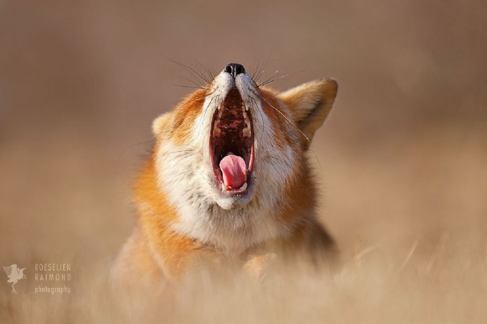 Обои для рабочего стола Лиса с открытой пастью, фотограф Roeselien Raimond