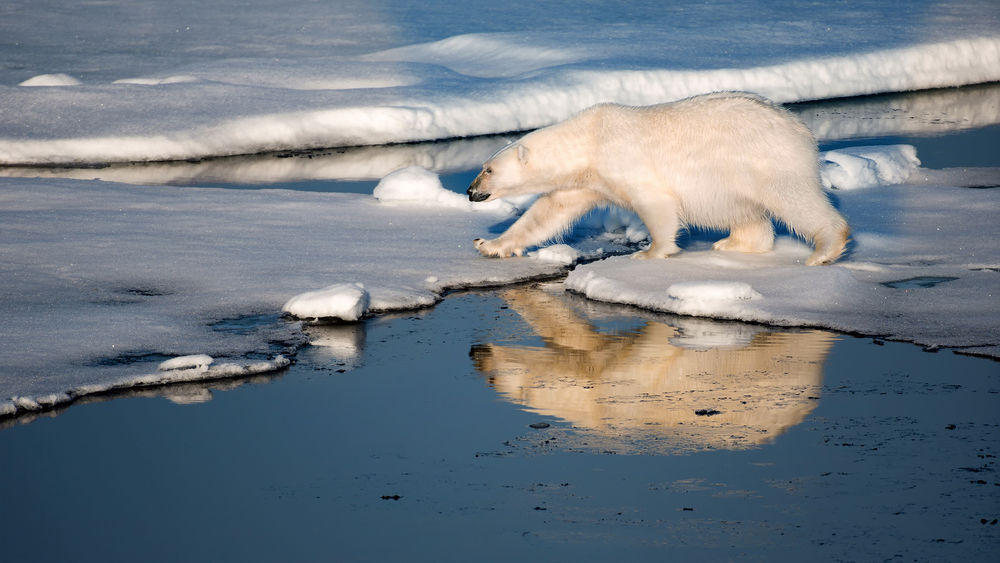 Обои для рабочего стола Белый медведь шагает с одной льдины на другую