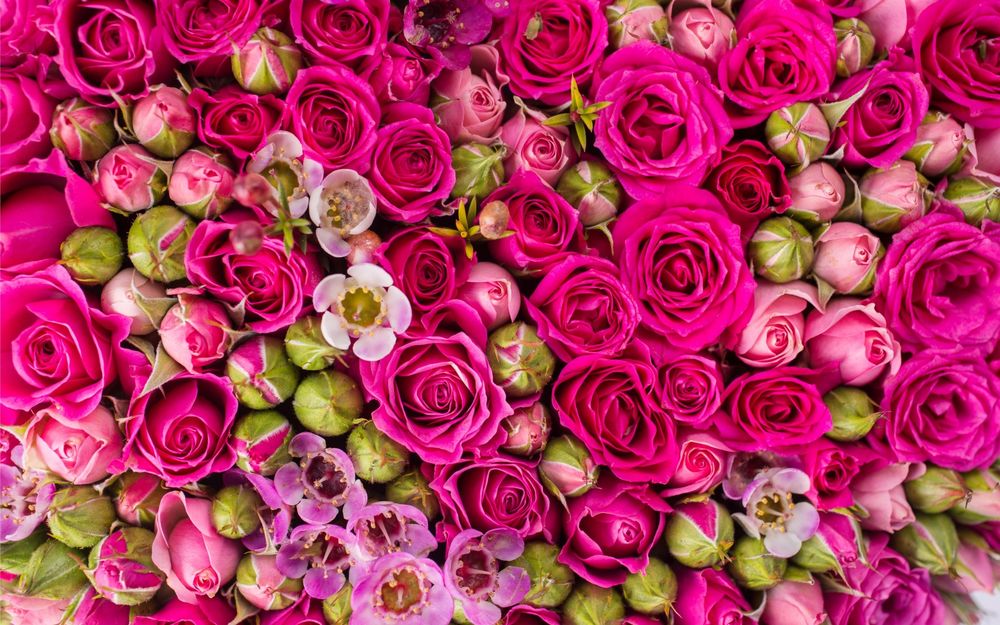 Обои для рабочего стола Яркие розовые розы и их бутоны