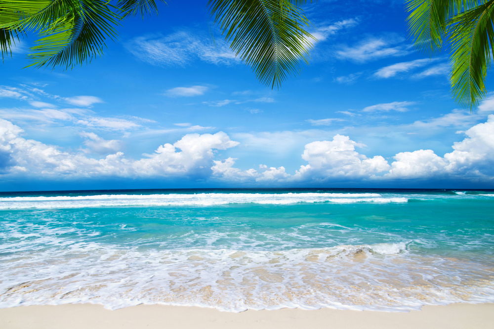 Обои для рабочего стола Голубое море на тропическом пляже, рядом с ветвями пальм