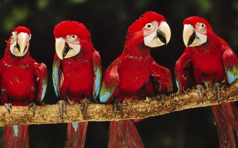 Обои для рабочего стола Четыре красных попугая на ветке