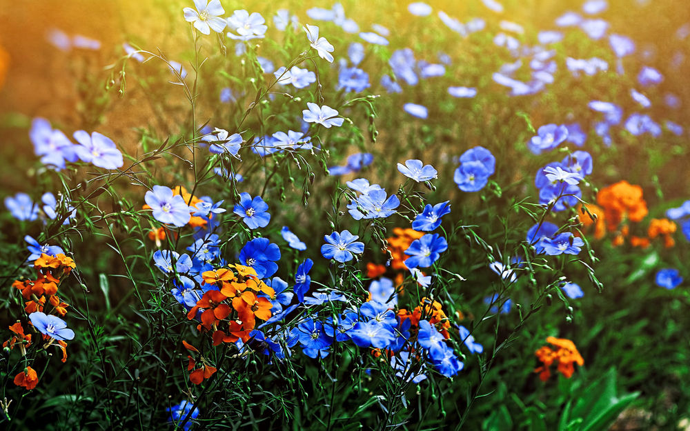 Луговые Цветы Фото