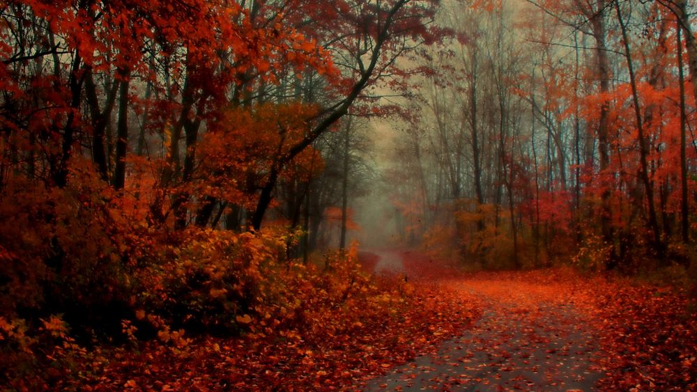 Обои для рабочего стола Дорога усыпанная листвой в осеннем туманном лесу