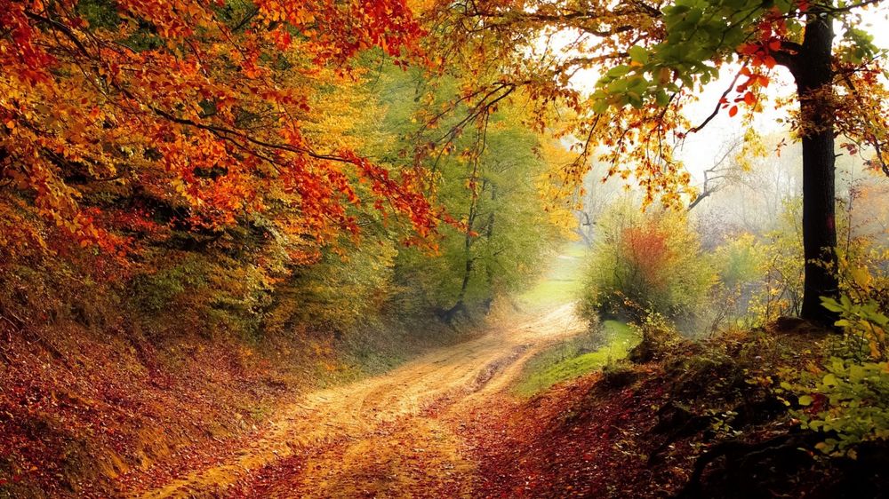 Обои для рабочего стола Красивая золотая осень, на проселочной дороге лежит окрашенная в яркие цвета листва, вдали стелется туман