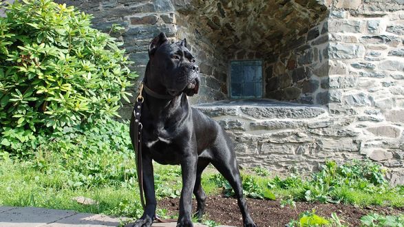 Обои на рабочий стол Собака породы Cane corso italiano / Кане-корсо стоит на фоне дома