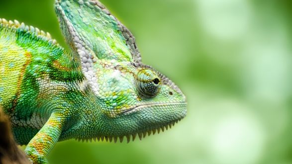 Обои на рабочий стол Зеленый Chamaeleonidae / хамелеон на фоне зеленого леса