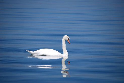 Обои на рабочий стол Белый лебедь на синей воде, отражение