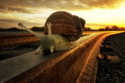 Обои на рабочий стол Улитка ползет по рельсе, фотограф John Wilhelm