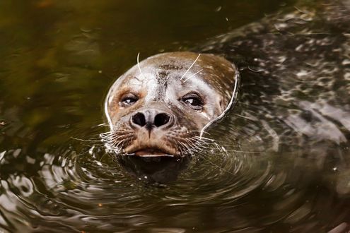 Обои на рабочий стол Морда морского льва высунулась из воды, крупный план