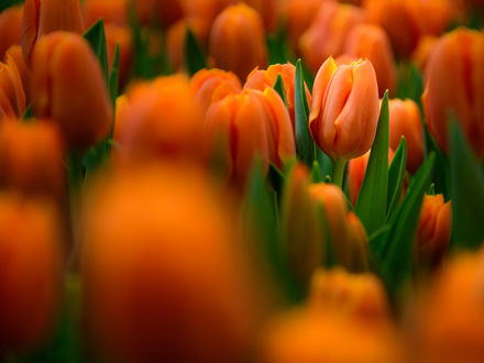 Обои на рабочий стол Красивые тюльпаны на размытом фоне