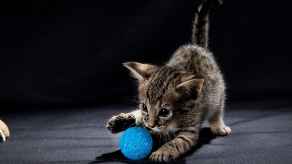 Обои на рабочий стол Котенок играет с шариком, крупный план на темном фоне
