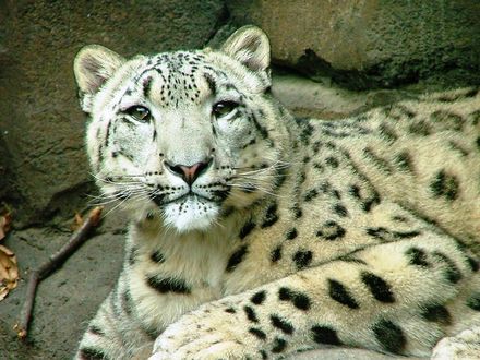 Обои на рабочий стол Белый снежный барс лежит на камнях