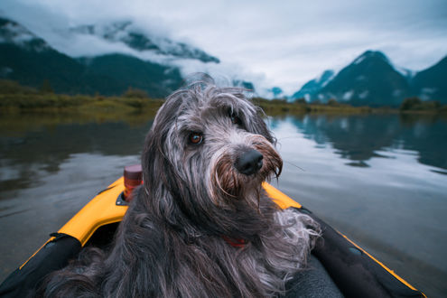 Обои на рабочий стол Собака в лодке, фотограф Lizzy Gadd