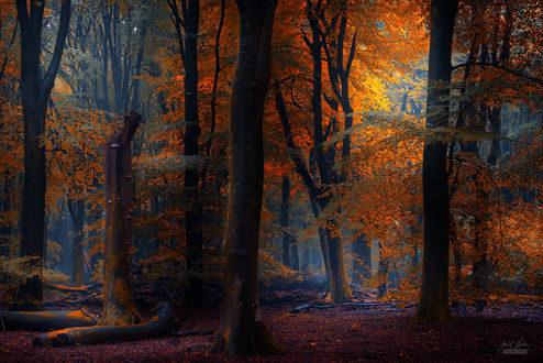 Обои на рабочий стол Золотистый осенний лес, фотограф Janek Sedlar