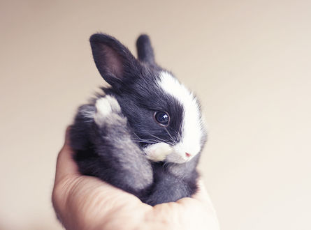 Обои на рабочий стол Кролик на руке человека, by Ashraful Arefin