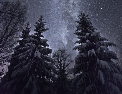 Обои на рабочий стол Над кронами деревьев на небе млечный путь, фотограф Tore Heggelund