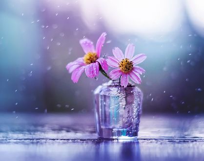 Обои на рабочий стол Цветы космеи в баночке, by Ashraful Arefin