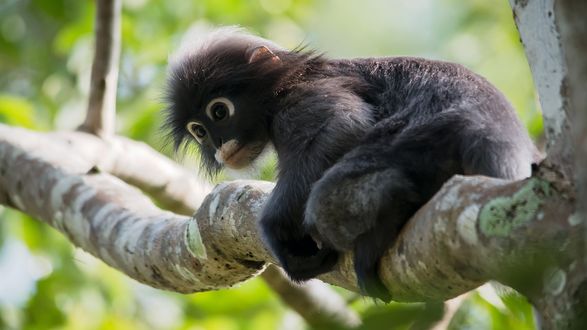 Обои на рабочий стол Очковый тонкотел / Trachypithecus obscurus на ветке дерева