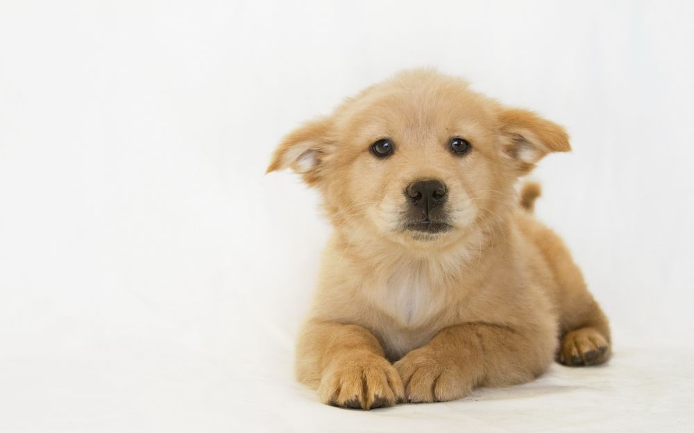Рыжие породы собак крупного размера | Фото и описание | Pet-Yes