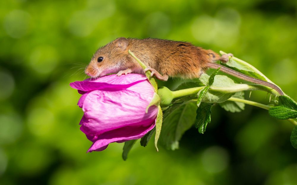 Обои для рабочего стола Мышка сидит на бутоне розовой розы