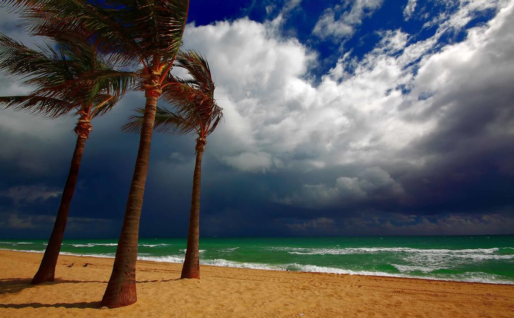 Обои для рабочего стола Пальмы на пляже в тропиках на штормовом ветру, на фоне хмурого неба и неспокойного моря