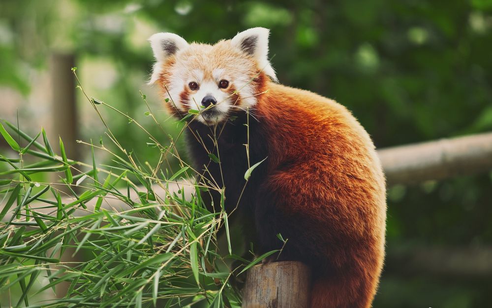 Малая красная панда фото